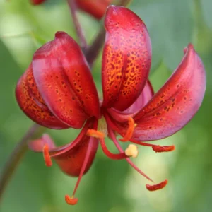 Close-up of red spotted lily bloom