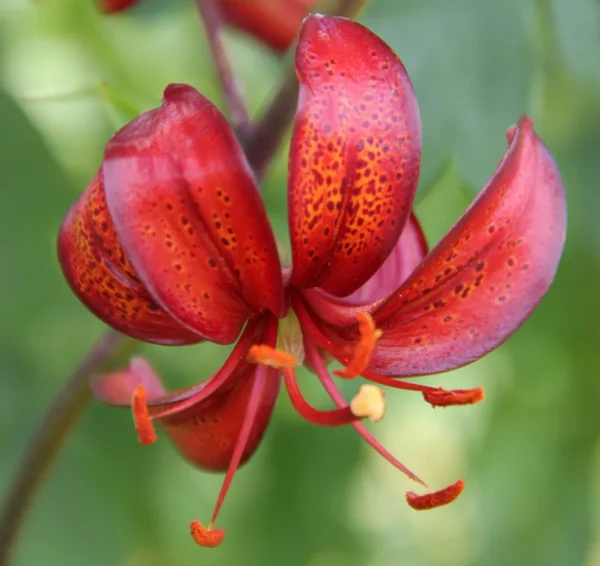 Close-up of red spotted lily bloom
