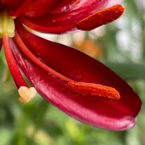 A close up of the petals on a red flower.