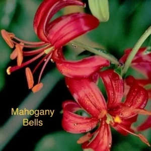 Mahogany Bells red trumpet lily close-up