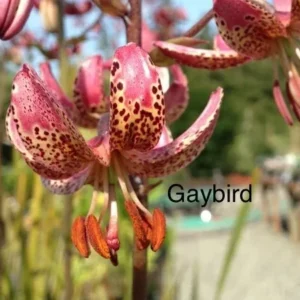 Speckled pink lily closeup with stamens