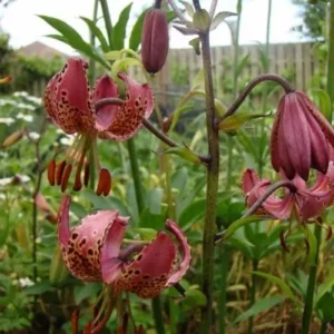 Pink spotted Turk's-cap lilies nodding in garden