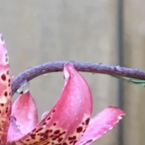 Close-up pink spotted lily petal with droplet