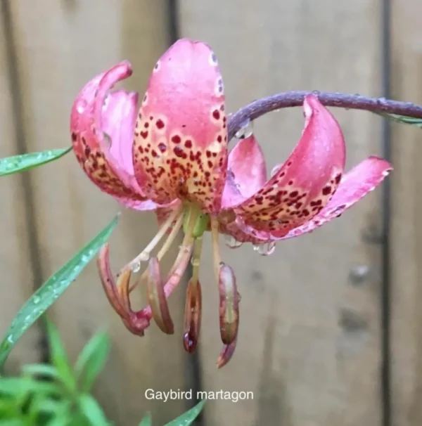 Pink speckled martagon lily with raindrops