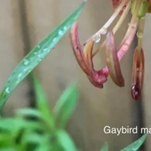 Close-up wilted flower with water droplet