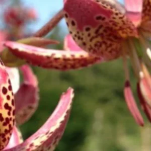 A close up of the flowers of a tiger lily