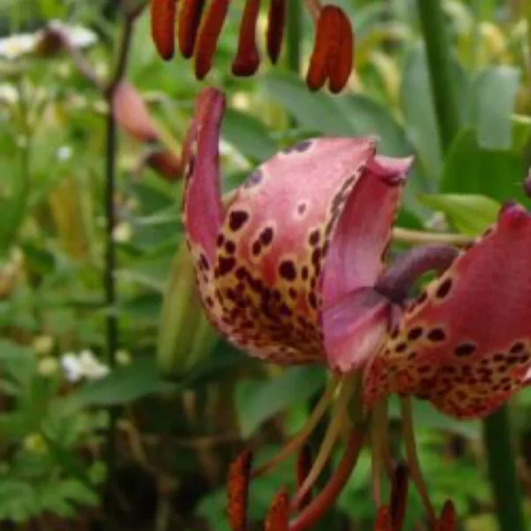 Side view of speckled pink lily in garden