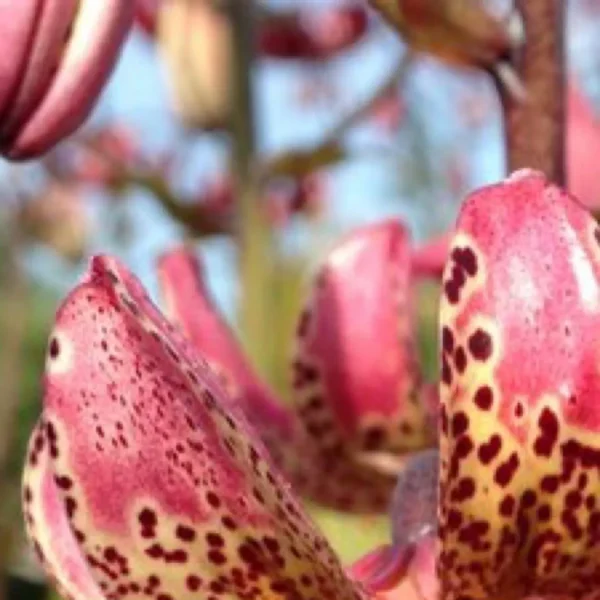 Speckled pink tubular foxglove blossoms
