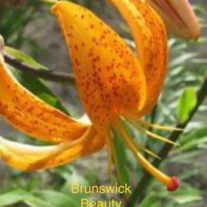Brunswick Beauty orange spotted lily bloom