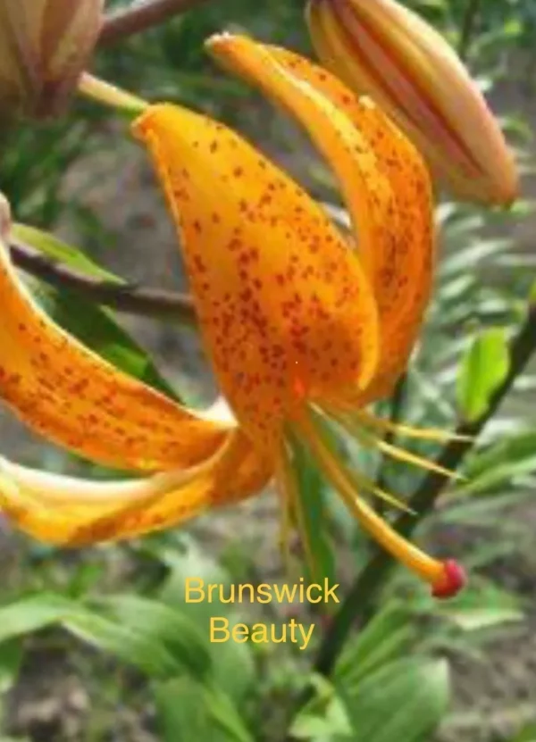 Brunswick Beauty orange spotted lily bloom