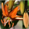 Close-up of orange spotted lily with buds