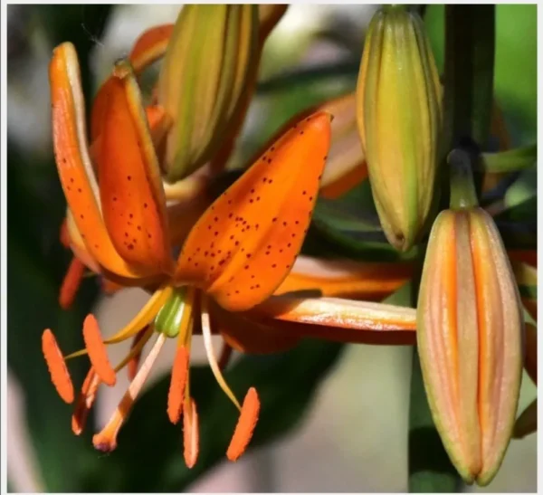 Close-up of orange spotted lily with buds