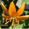 Orange spotted lily blossom close-up