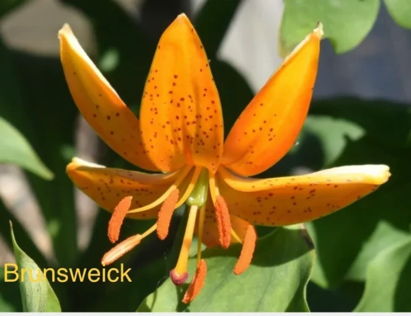 Orange spotted lily blossom close-up