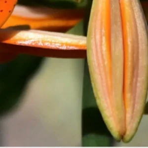 Close-up of orange lily bud