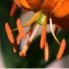 Close-up of orange lily stamens with pollen