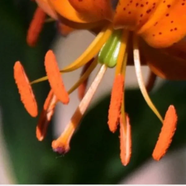 Close-up of orange lily stamens with pollen