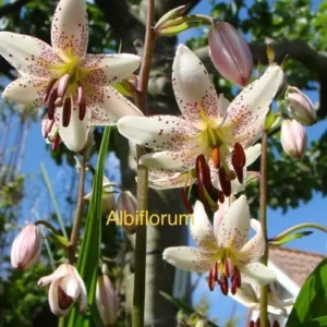 Speckled white lily blooms with red stamens