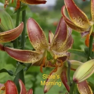 Speckled maroon and yellow lily blossoms
