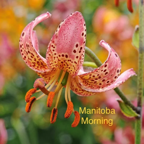 Pink spotted lily labeled Manitoba Morning