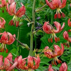 A close up of many flowers with text
