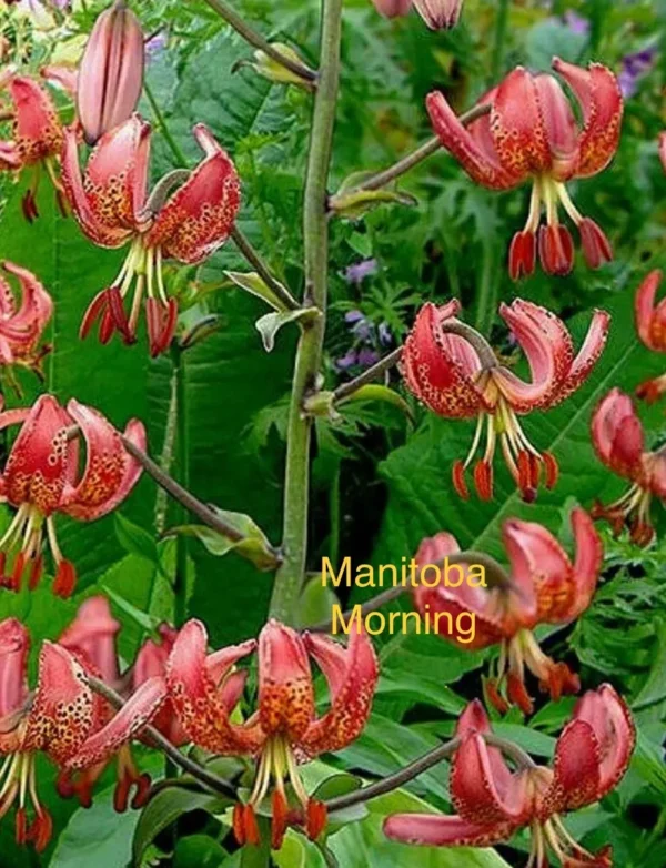 A close up of many flowers with text