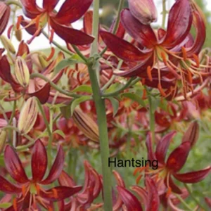 A close up of many flowers with the word " hantsing " written underneath them.