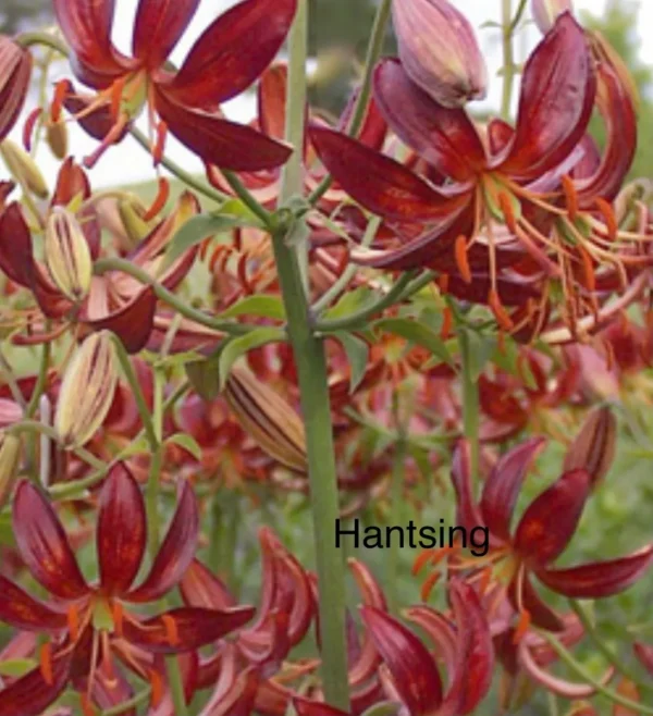 A close up of many flowers with the word " hantsing " written underneath them.