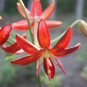 Red lily bloom against blurred green background