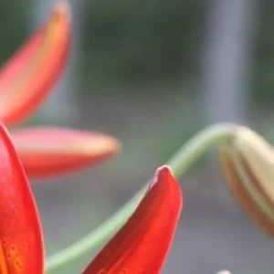 Close-up of red lily petal and bud