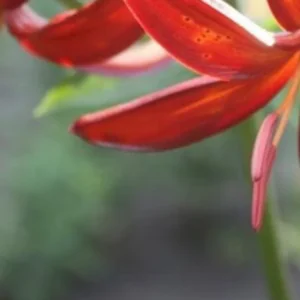 A close up of the red flowers in the garden