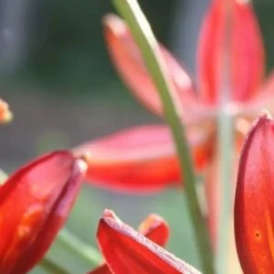 Close-up of red flower buds and stems