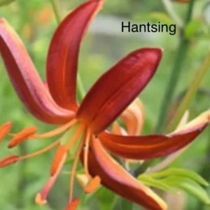 A close up of the flower with the word " hantsing " written underneath it.