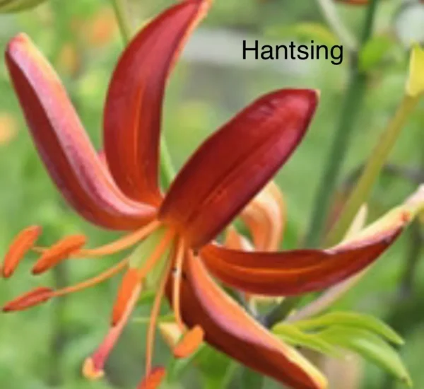A close up of the flower with the word " hantsing " written underneath it.