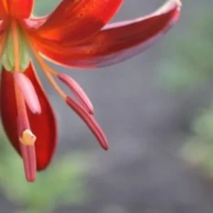 Close-up of red lily stamens