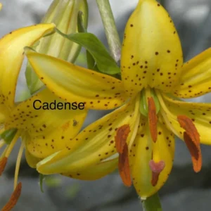 Close-up yellow spotted lily with orange stamens