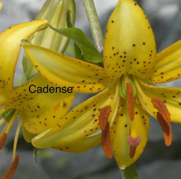 Yellow spotted lily labeled 'Cadense' with rust stamens