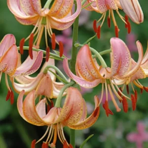 Cluster of pink-orange Turk's cap lilies