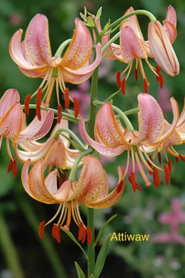 Cluster of pink-orange Turk's cap lilies
