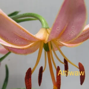 A close up of the flower with the word " atiwaw " written underneath it.