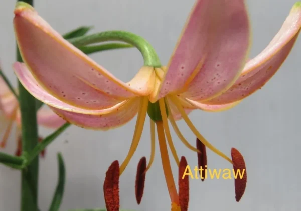 A close up of the flower with the word " atiwaw " written underneath it.