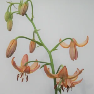 Orange downward-facing lilies on green stem