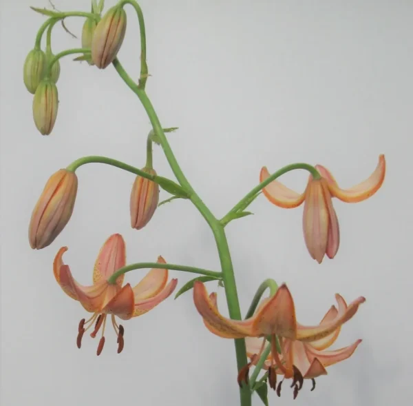 Orange downward-facing lilies on green stem