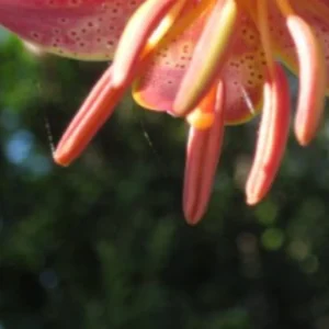 A close up of the flowers of an orange and yellow flower.