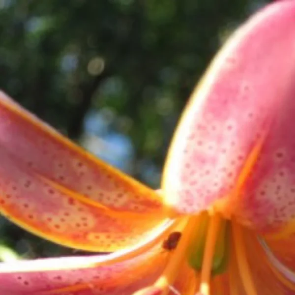 Orange-edged pink lily petal with tiny spots