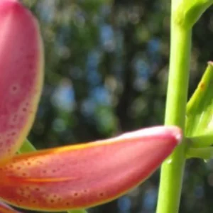 A close up of the flower buds on a plant