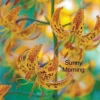 Speckled yellow lilies blooming in morning light