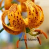 Close-up orange spotted lily with curled petals