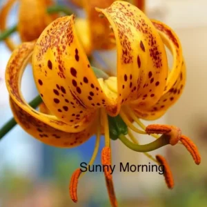 Close-up orange spotted lily with curled petals
