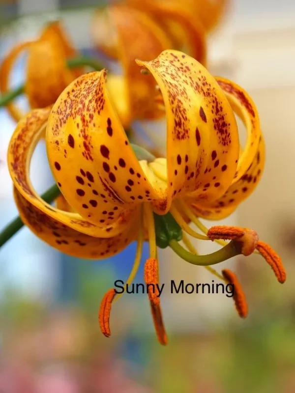 Close-up orange spotted lily with curled petals